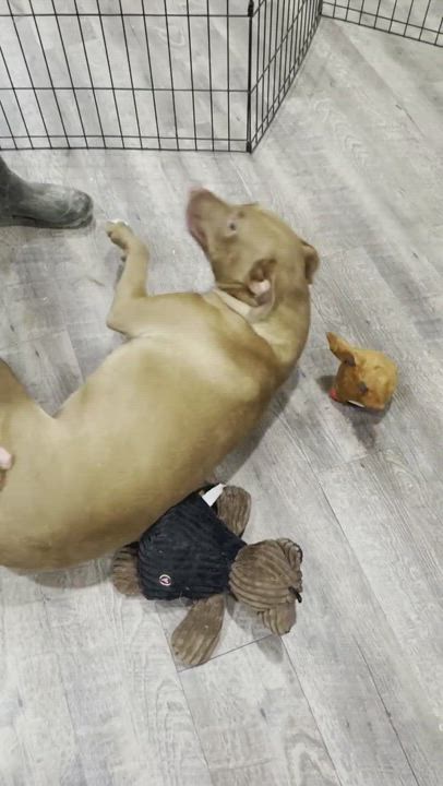 Enlarge Artimiss, a Adoptable mixed breed in Boston, MA video 2/6