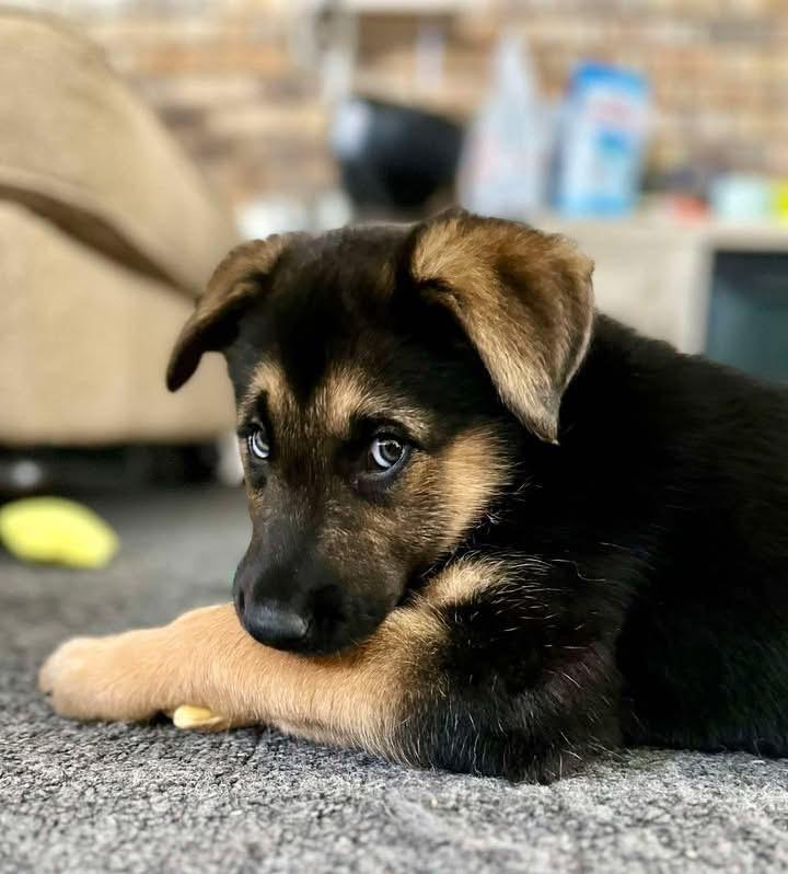 Mousse, ADOPTABLE, Puppy Male German Shepherd Dog.