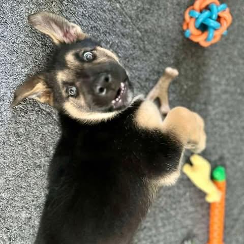 Enlarge Mousse, a ADOPTABLE mixed breed in Crystal Lake, IL image 3/4