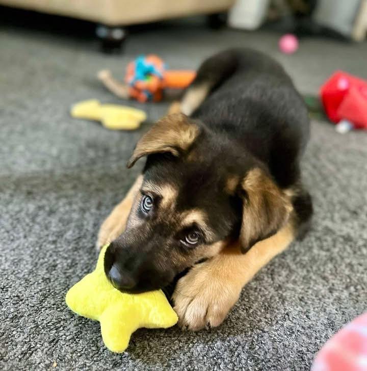 Enlarge Mousse, a ADOPTABLE mixed breed in Crystal Lake, IL image 2/4