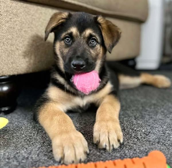 Enlarge Mousse, a ADOPTABLE mixed breed in Crystal Lake, IL image 4/4