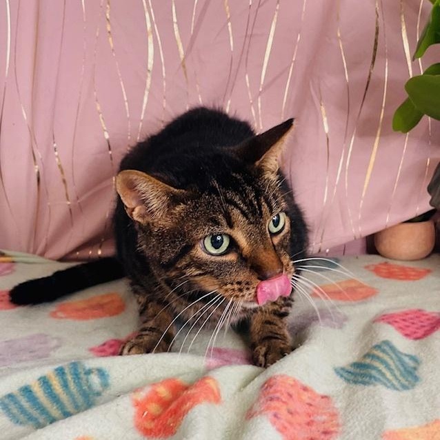 Enlarge Ace, a Adoptable Domestic Short Hair in Oakland, NJ image 3/4