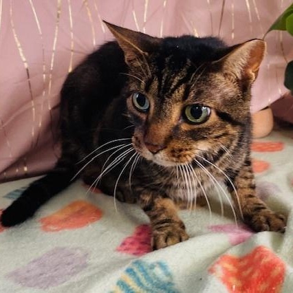 Enlarge Ace, a Adoptable Domestic Short Hair in Oakland, NJ image 2/4