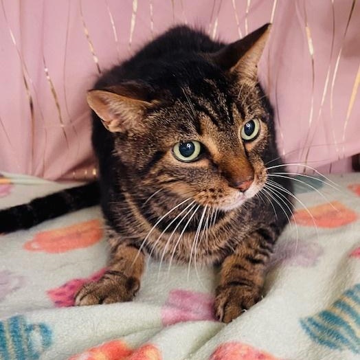 Enlarge Ace, a Adoptable Domestic Short Hair in Oakland, NJ image 4/4