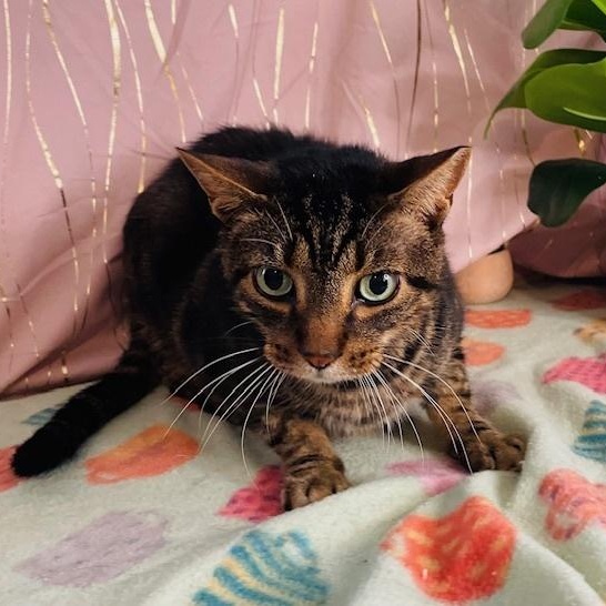 Enlarge Ace, a Adoptable Domestic Short Hair in Oakland, NJ image 1/4