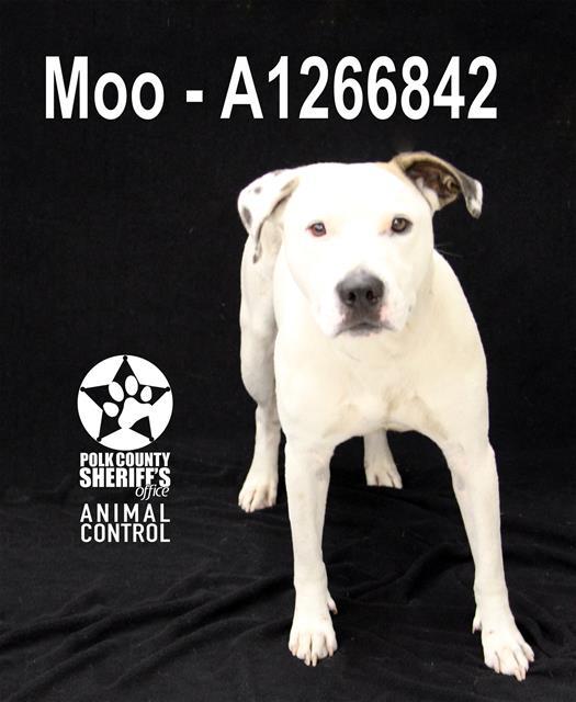Enlarge MOO, a Adoptable mixed breed in Winter Haven, FL image 1/1