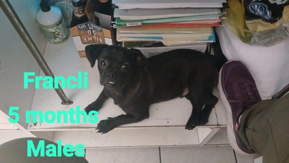 Francli, Adoptable, Young Male Pug & Chihuahua.