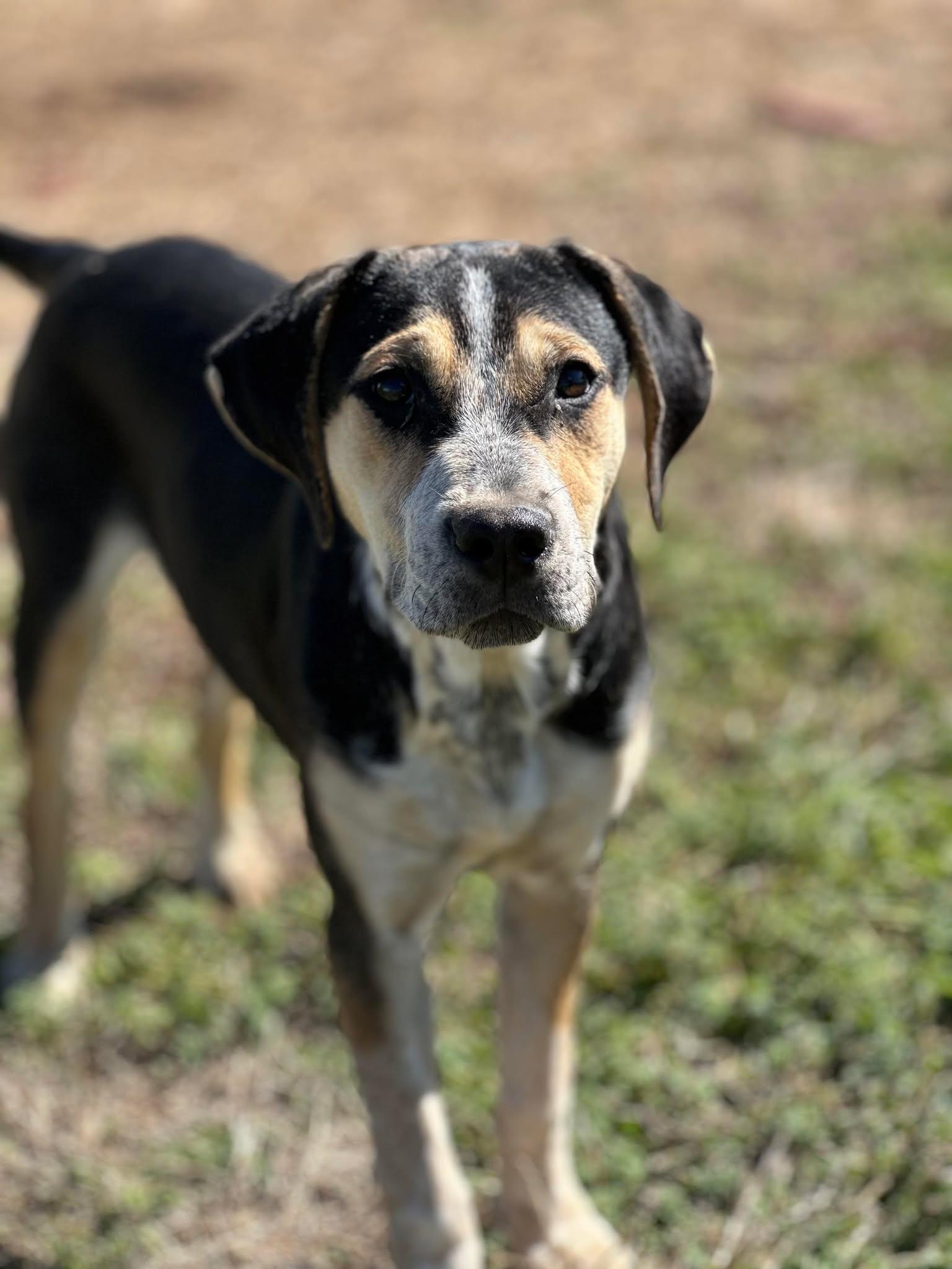 Enlarge Sissy, a Adoptable mixed breed in Thornton, TX image 1/3