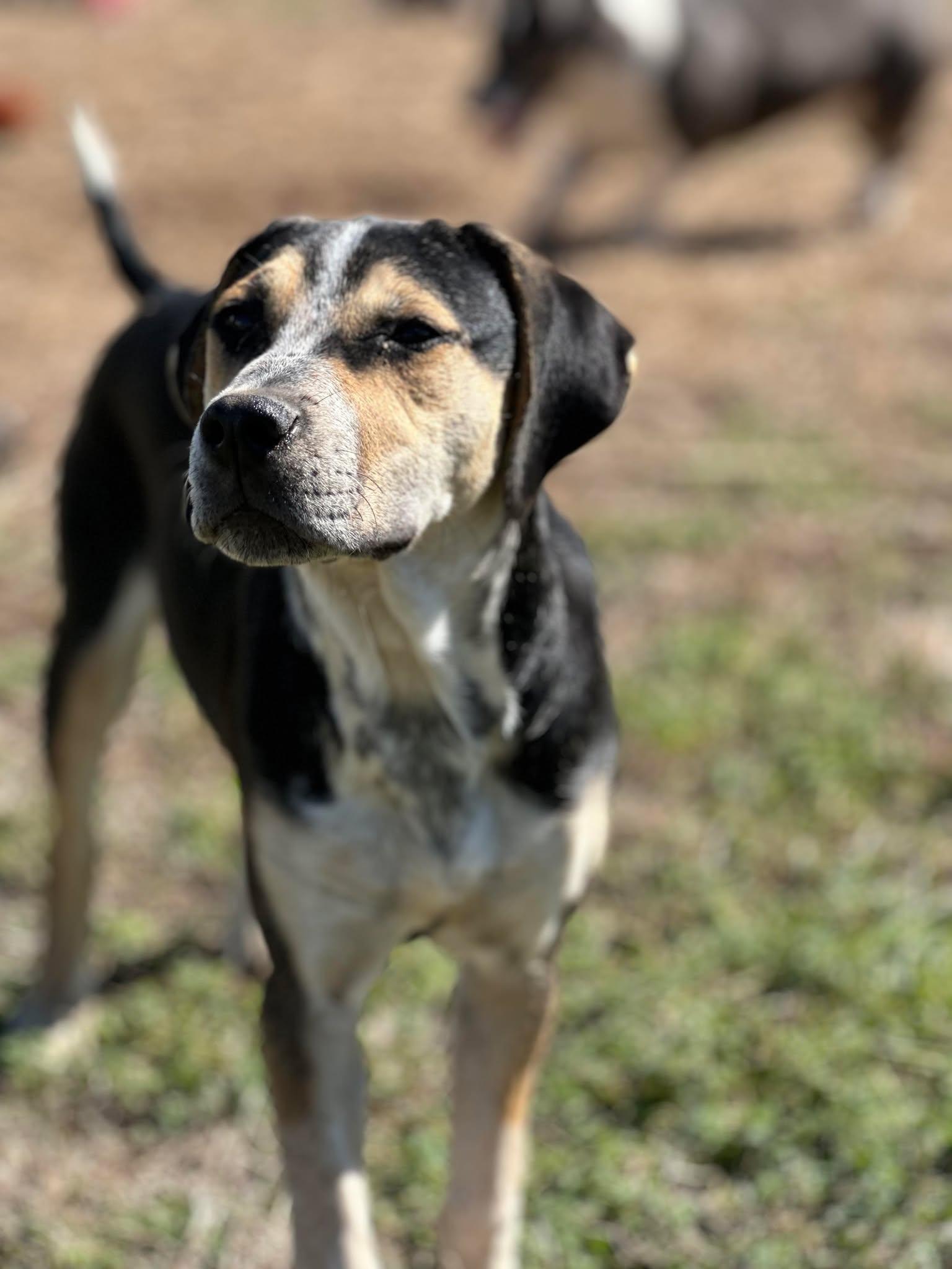 Enlarge Sissy, a Adoptable mixed breed in Thornton, TX image 2/3