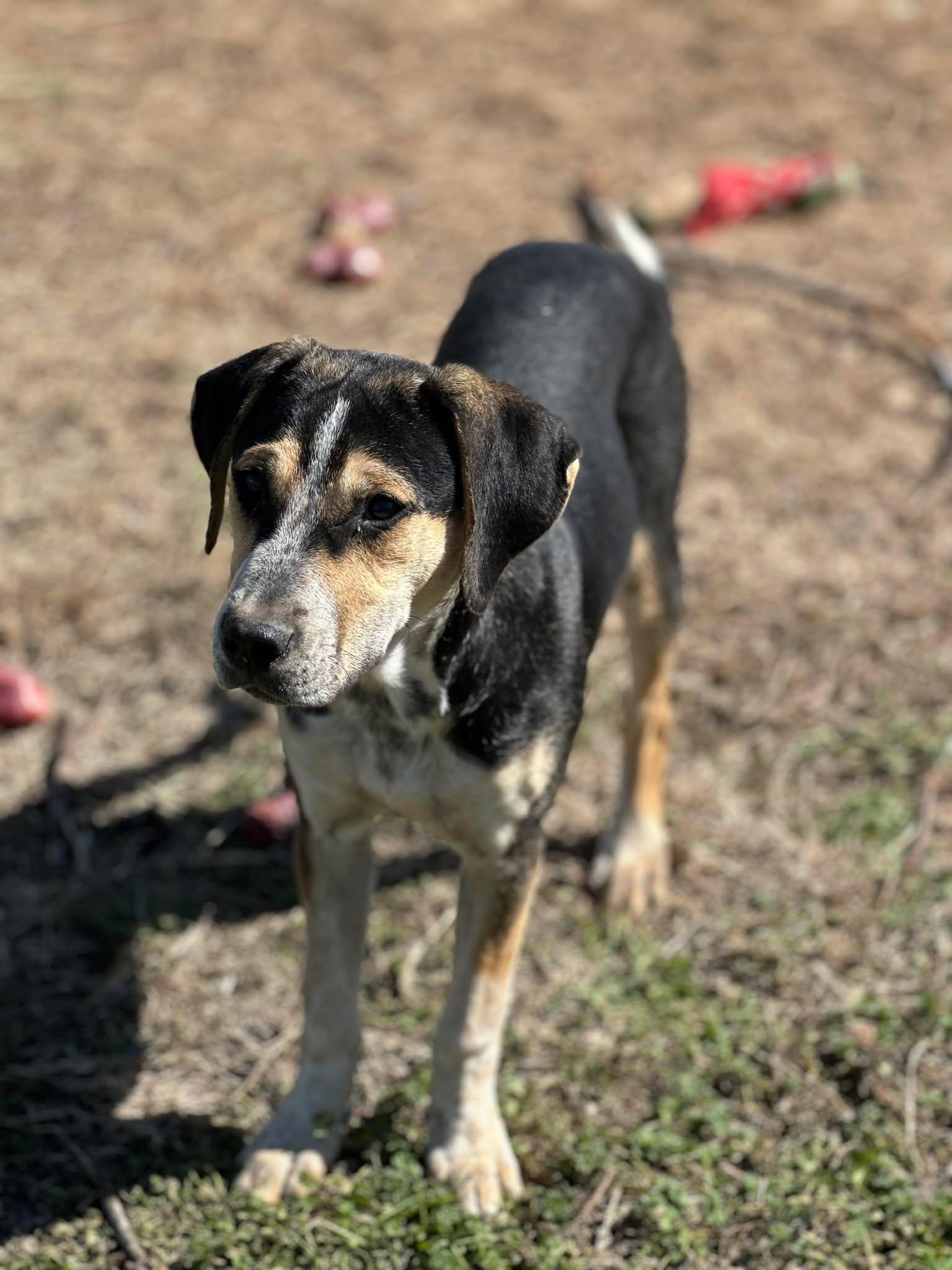 Enlarge Sissy, a Adoptable mixed breed in Thornton, TX image 3/3