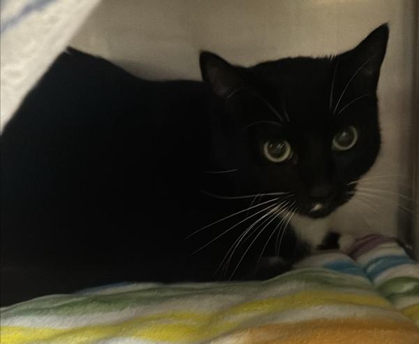 Jakseine, Adoptable, Adult Female Domestic Short Hair.