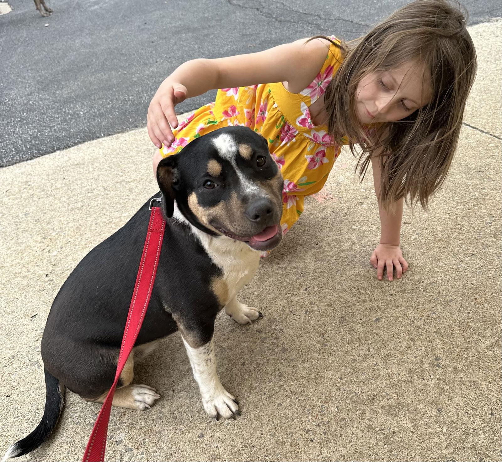 Lila, Adoptable, Puppy Female American Bulldog & Pit Bull Terrier.