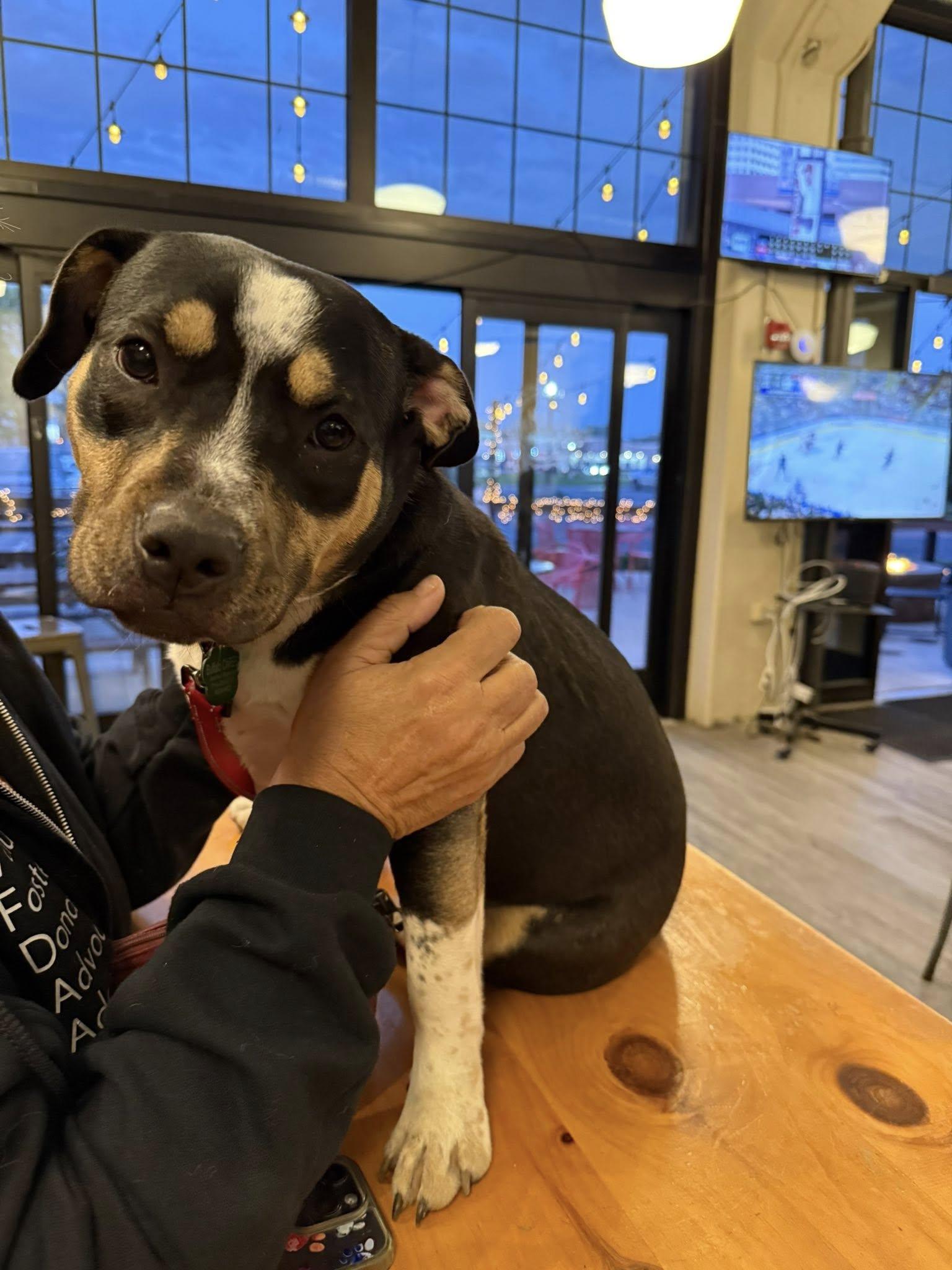 Lila, a Adoptable mixed breed in Tonawanda, NY image 2/3