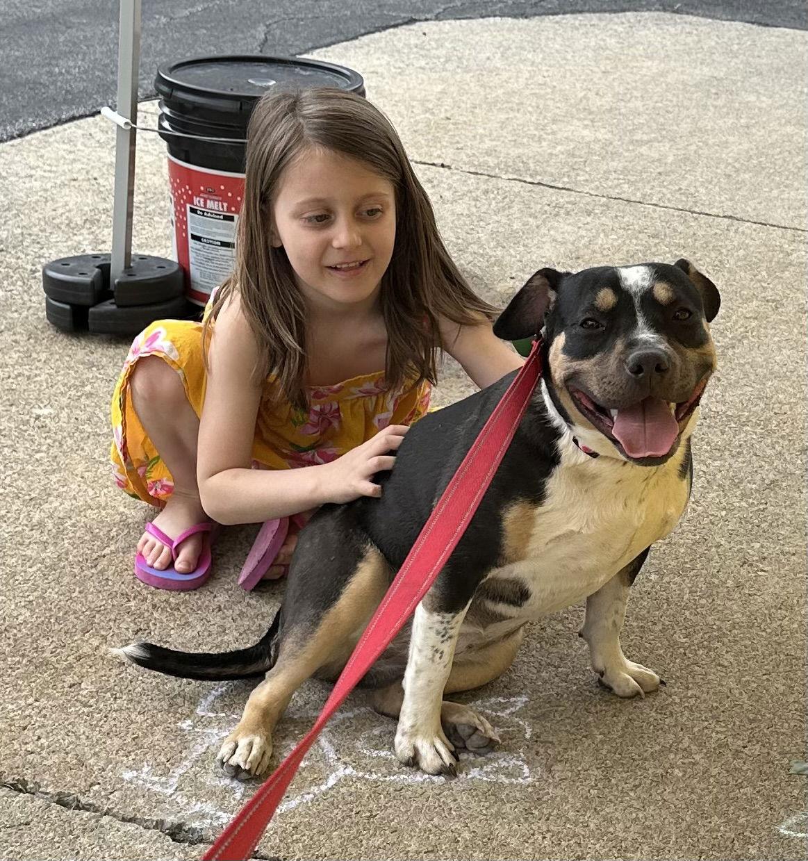 Lila, a Adoptable mixed breed in Tonawanda, NY image 3/3