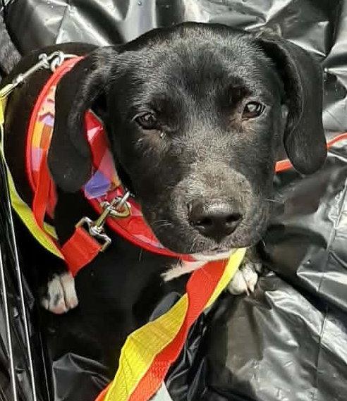 Enlarge Gem, a Adoptable Terrier in Blackwood, NJ image 2/3