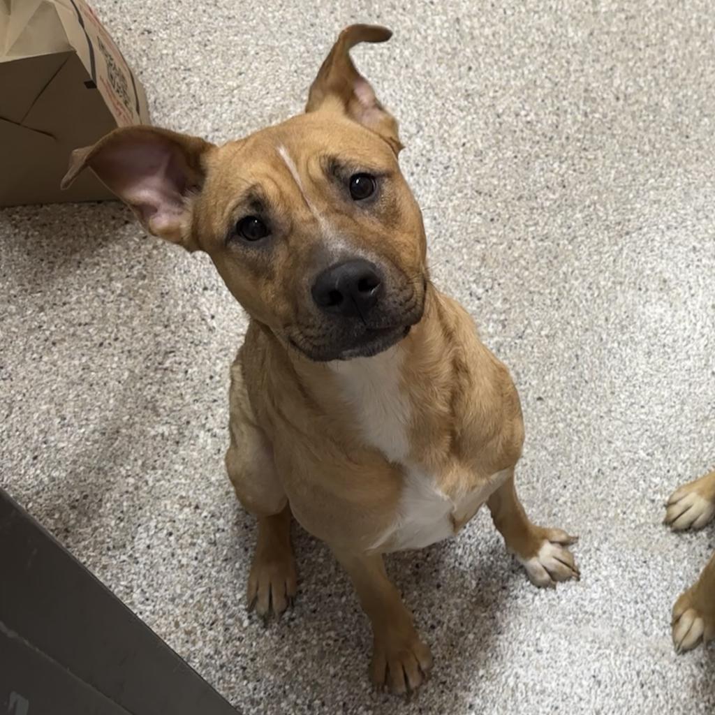 Verde, Adoptable, Adult Female Yellow Labrador Retriever & Mixed Breed.