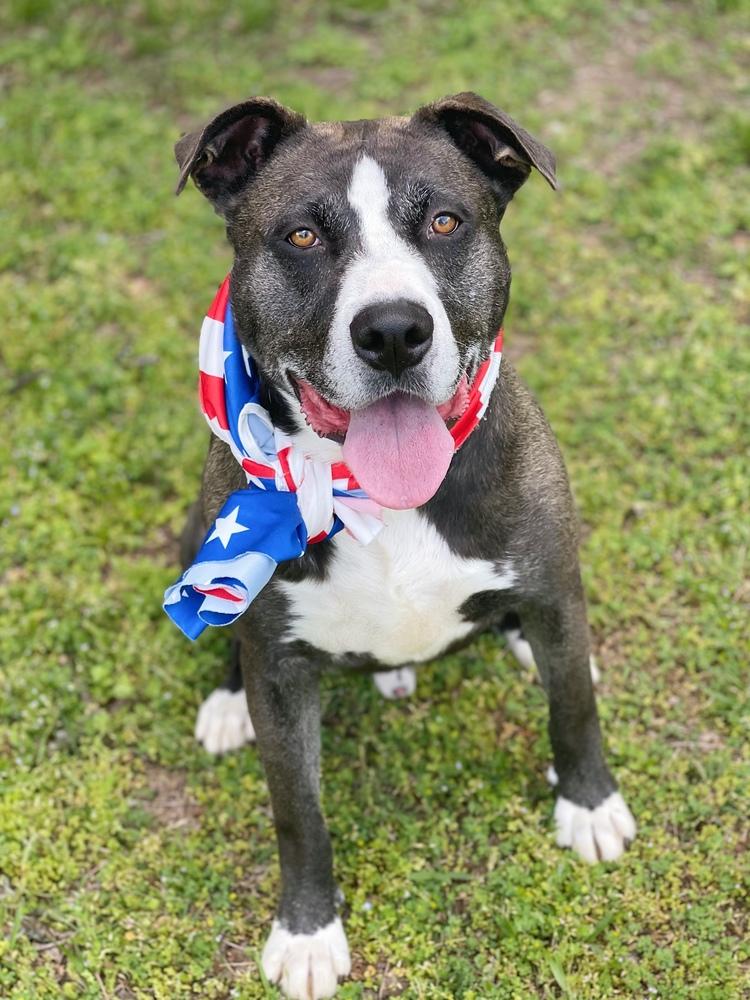 Huey, a Adoptable mixed breed image 3/6