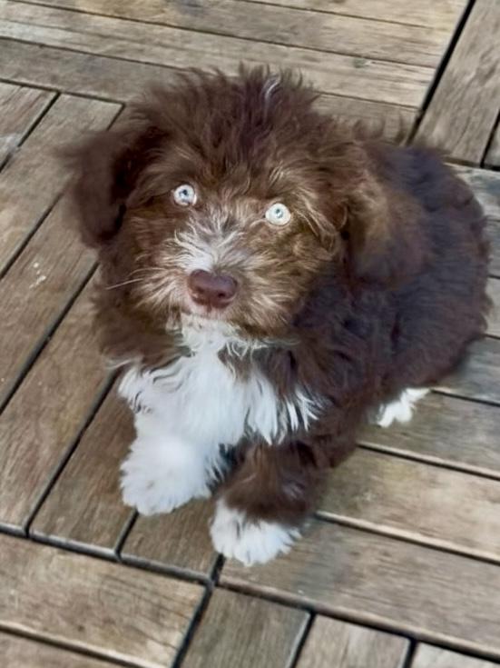 CHEWBACCA , a ADOPTABLE mixed breed in Yuba city, CA image 1/3
