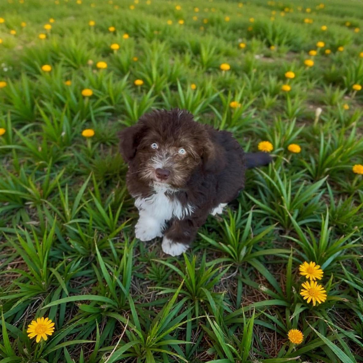 CHEWBACCA , a ADOPTABLE mixed breed in Yuba city, CA image 2/3