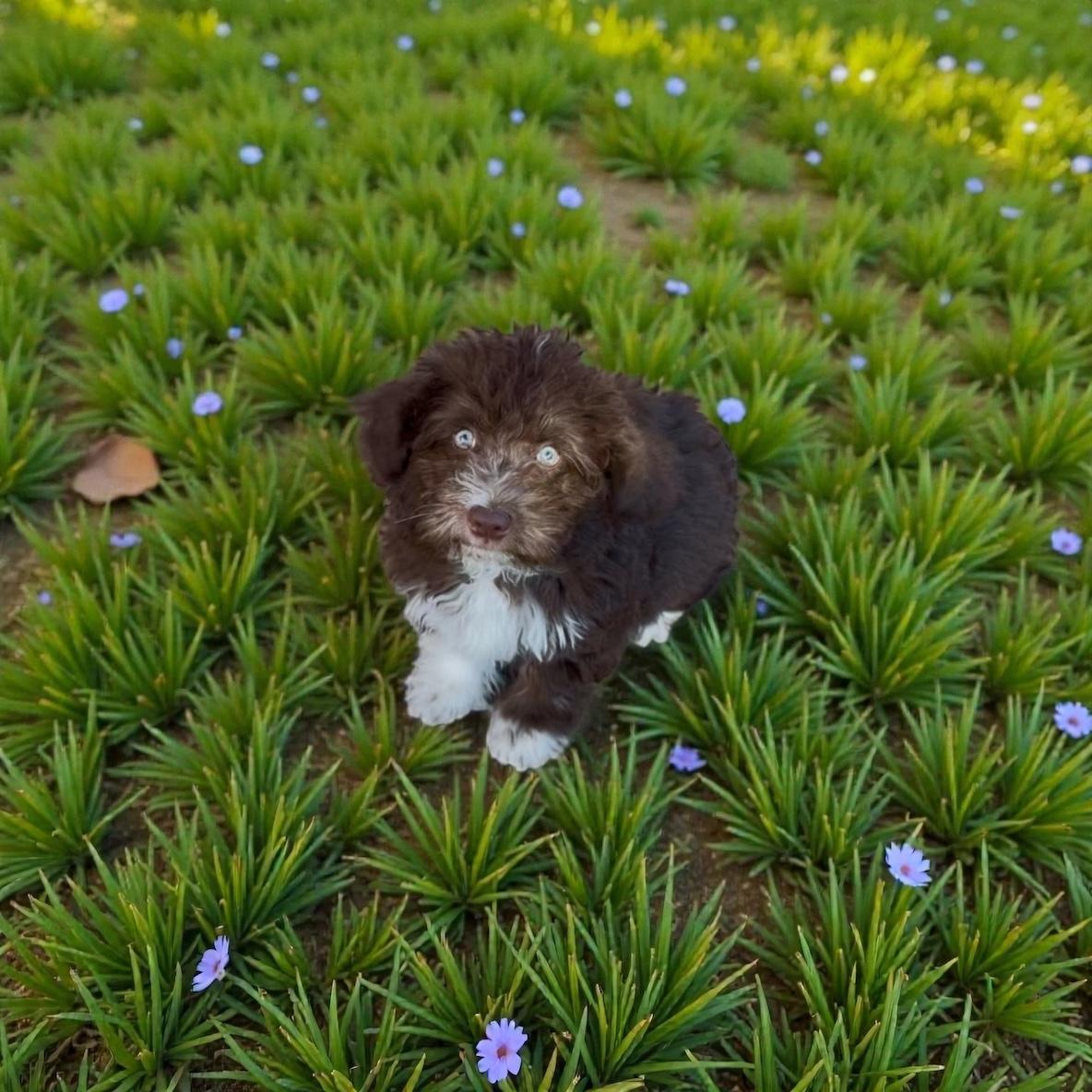 CHEWBACCA , a ADOPTABLE mixed breed in Yuba city, CA image 3/3