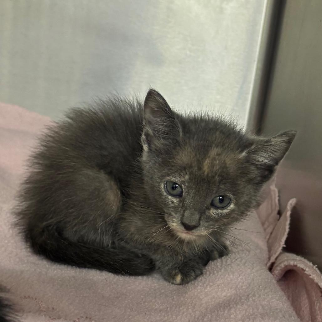 Enlarge Honey, a Adoptable Domestic Short Hair in Enfield, NH image 2/2