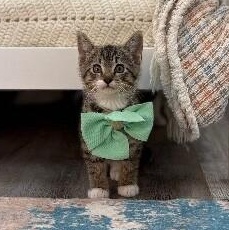 Chocolate Chip Cookie — thumbnail 4