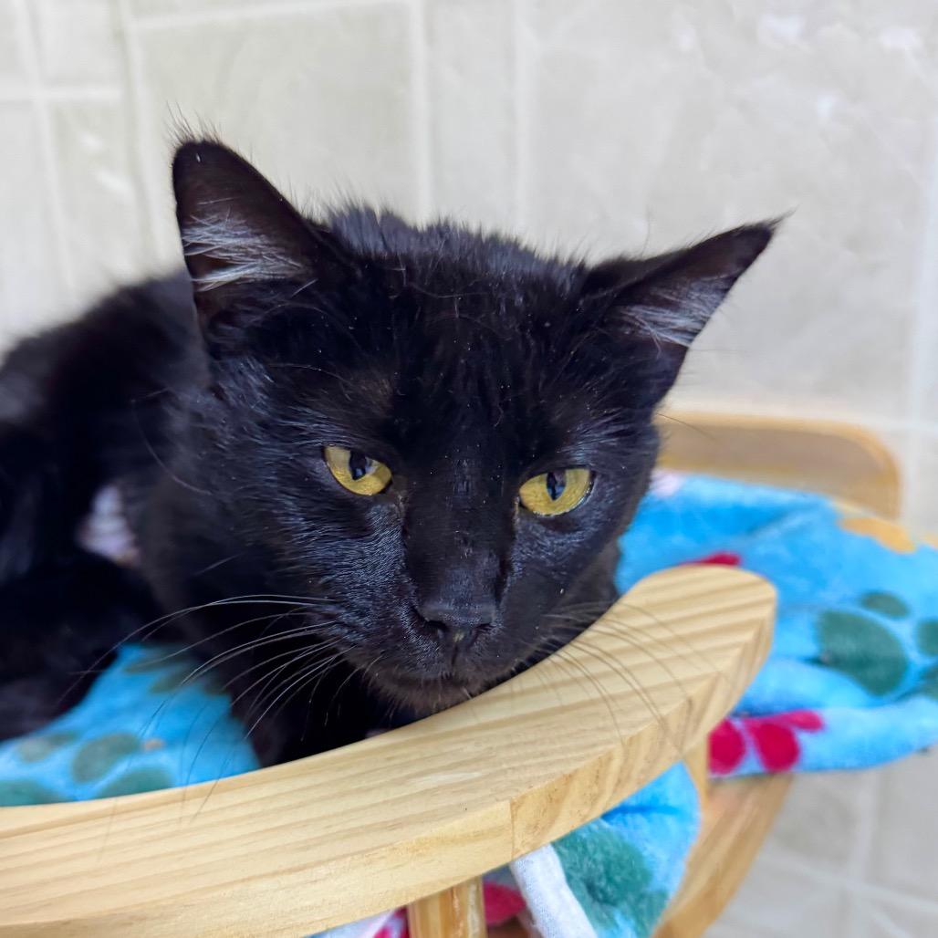 Enlarge Clover, a Adoptable Domestic Short Hair in Franklin, NC image 1/6