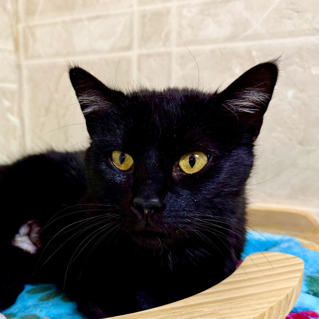 Enlarge Clover, a Adoptable Domestic Short Hair in Franklin, NC image 2/6