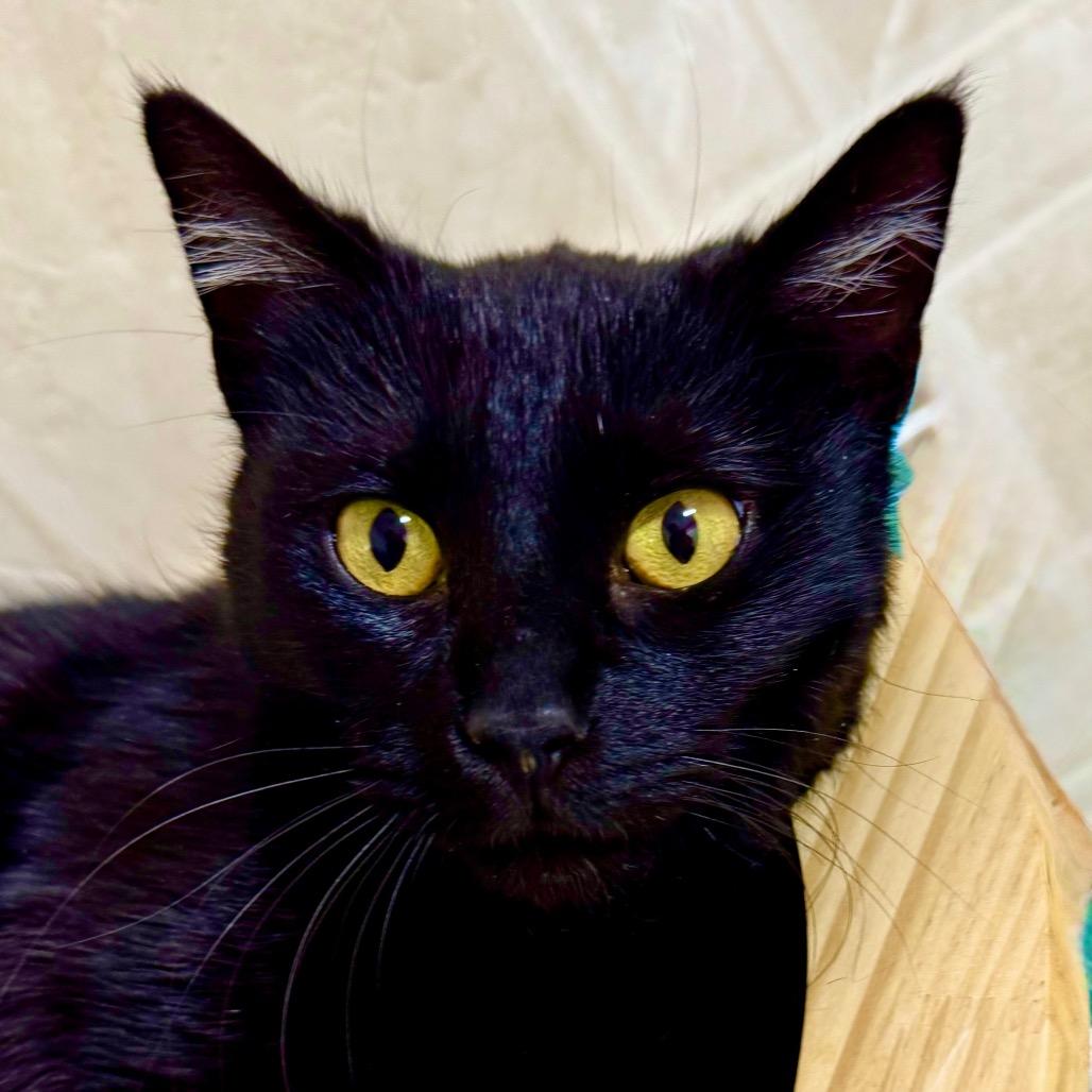Enlarge Clover, a Adoptable Domestic Short Hair in Franklin, NC image 3/6