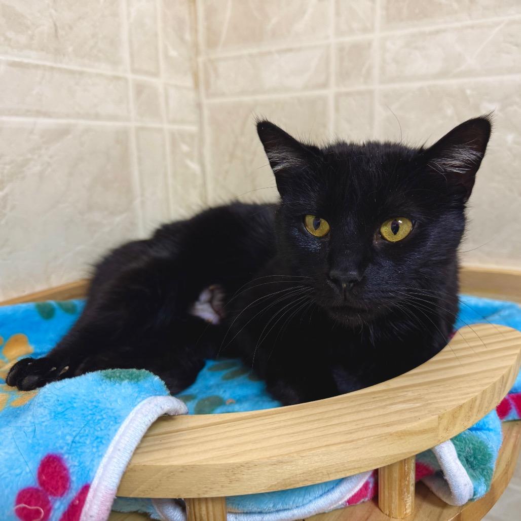 Enlarge Clover, a Adoptable Domestic Short Hair in Franklin, NC image 4/6