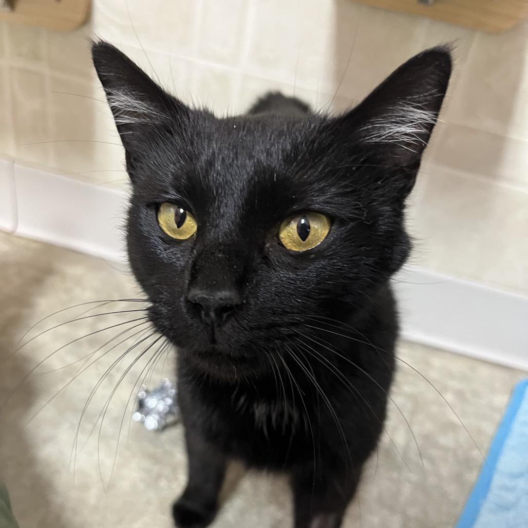 Enlarge Clover, a Adoptable Domestic Short Hair in Franklin, NC image 5/6