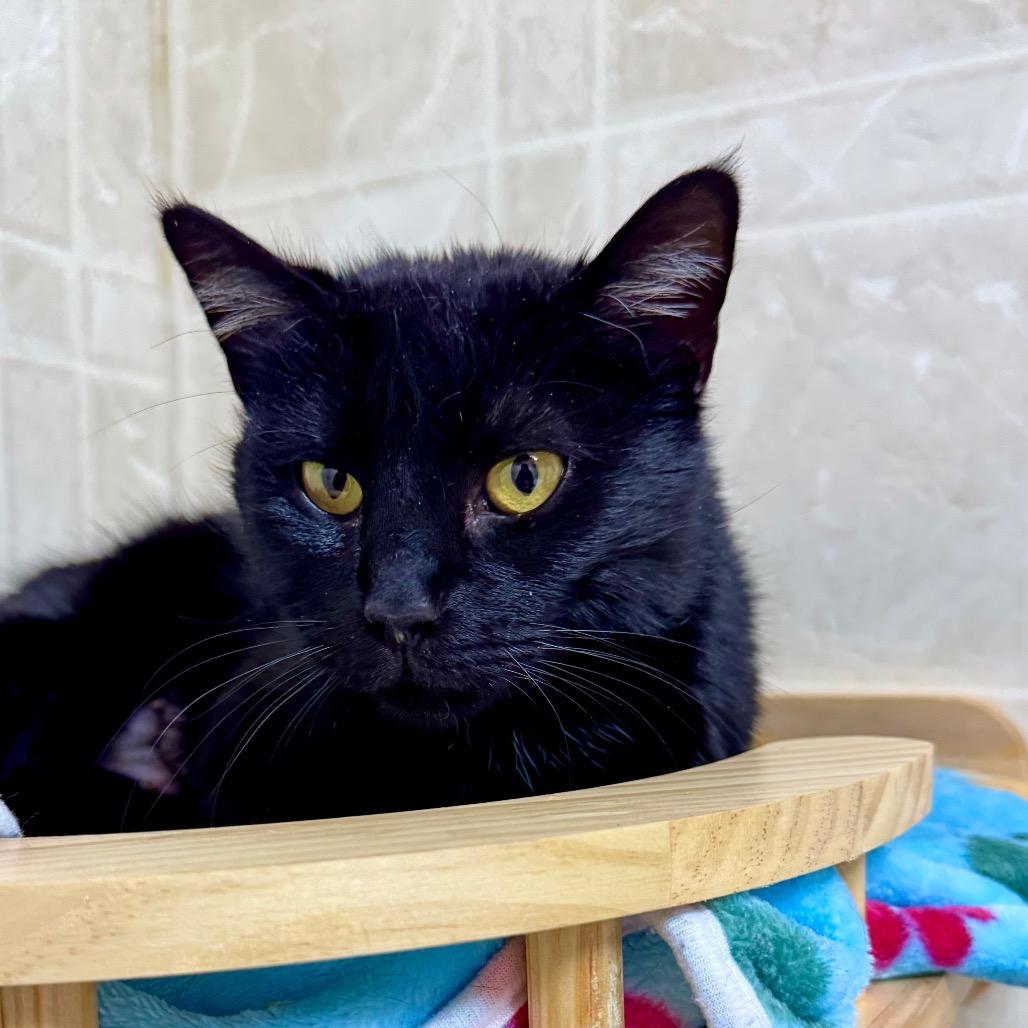 Enlarge Clover, a Adoptable Domestic Short Hair in Franklin, NC image 6/6