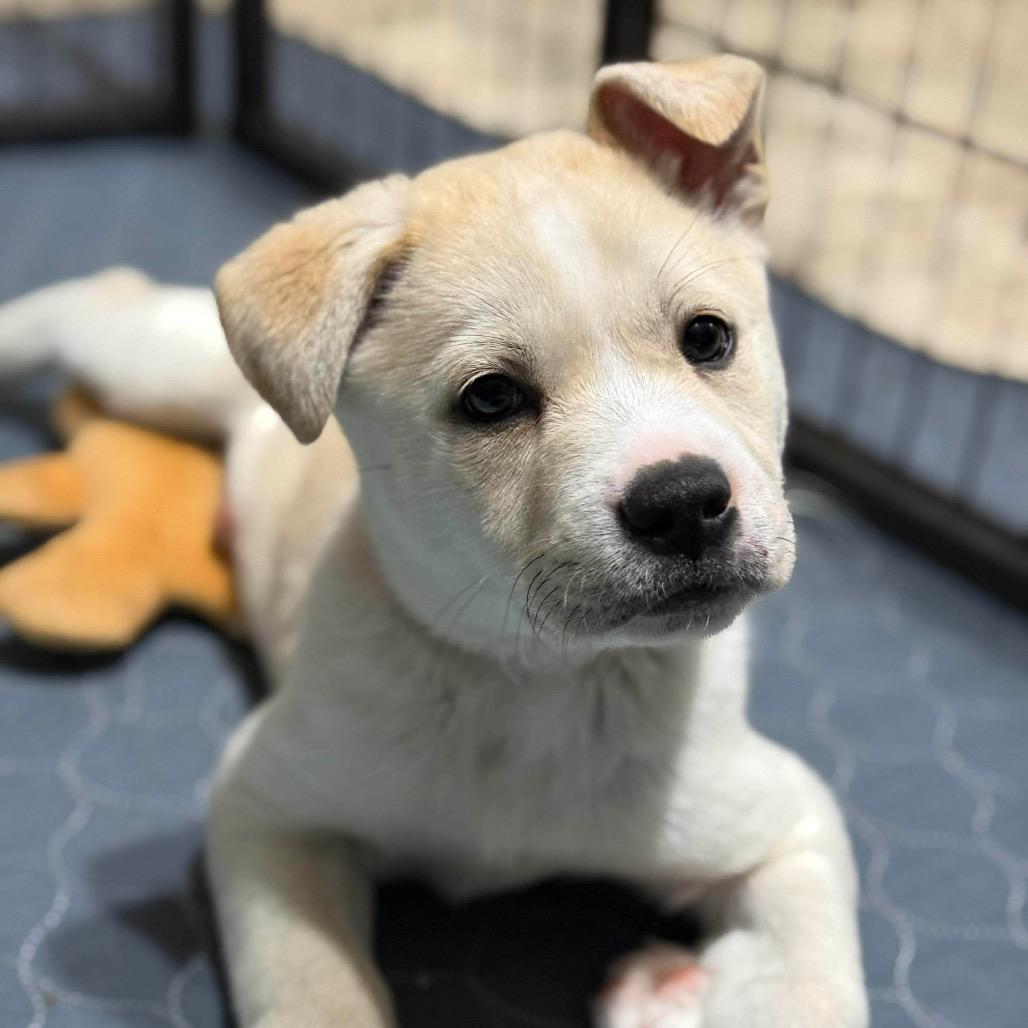 Enlarge Skye (Pink), a Adoptable mixed breed in Brainerd, MN image 1/4