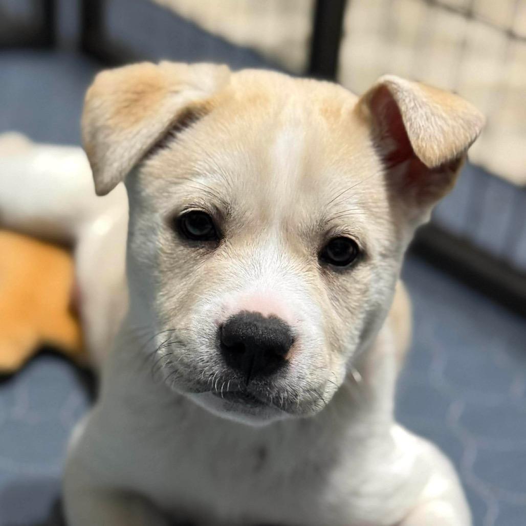 Enlarge Skye (Pink), a Adoptable mixed breed in Brainerd, MN image 2/4