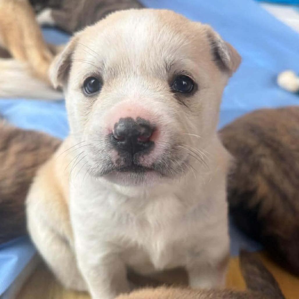 Skye (Pink), Adoptable, Puppy Female Husky & Shepherd.