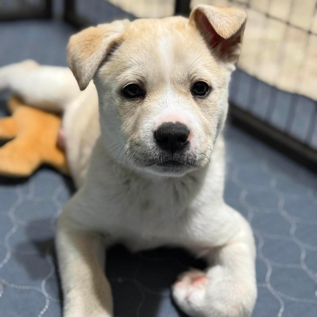 Enlarge Skye (Pink), a Adoptable mixed breed in Brainerd, MN image 4/4