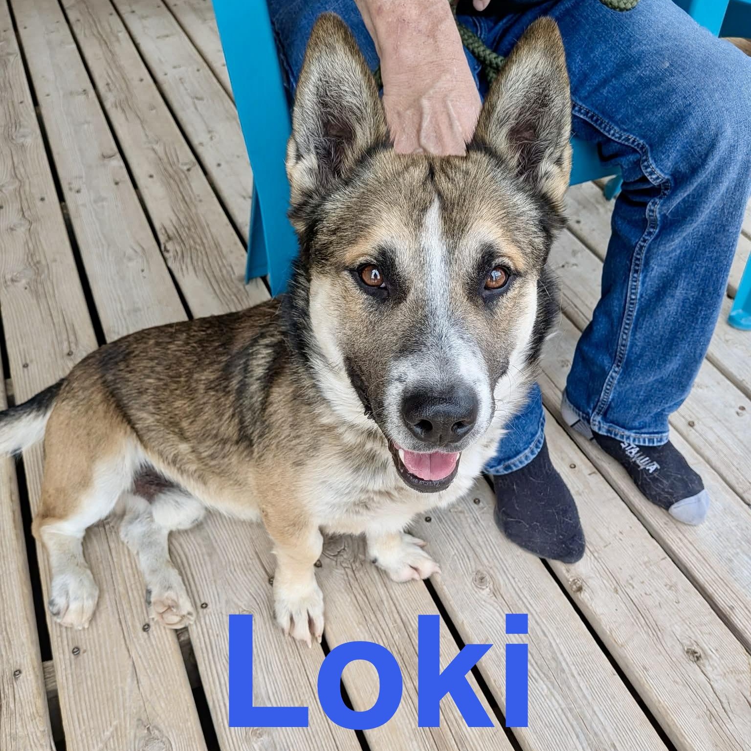 Loki, ADOPTABLE, Adult Male German Shepherd Dog & Corgi.
