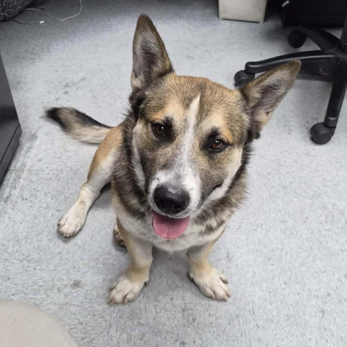 Enlarge Loki, a ADOPTABLE mixed breed in Sierra Vista, AZ image 2/4