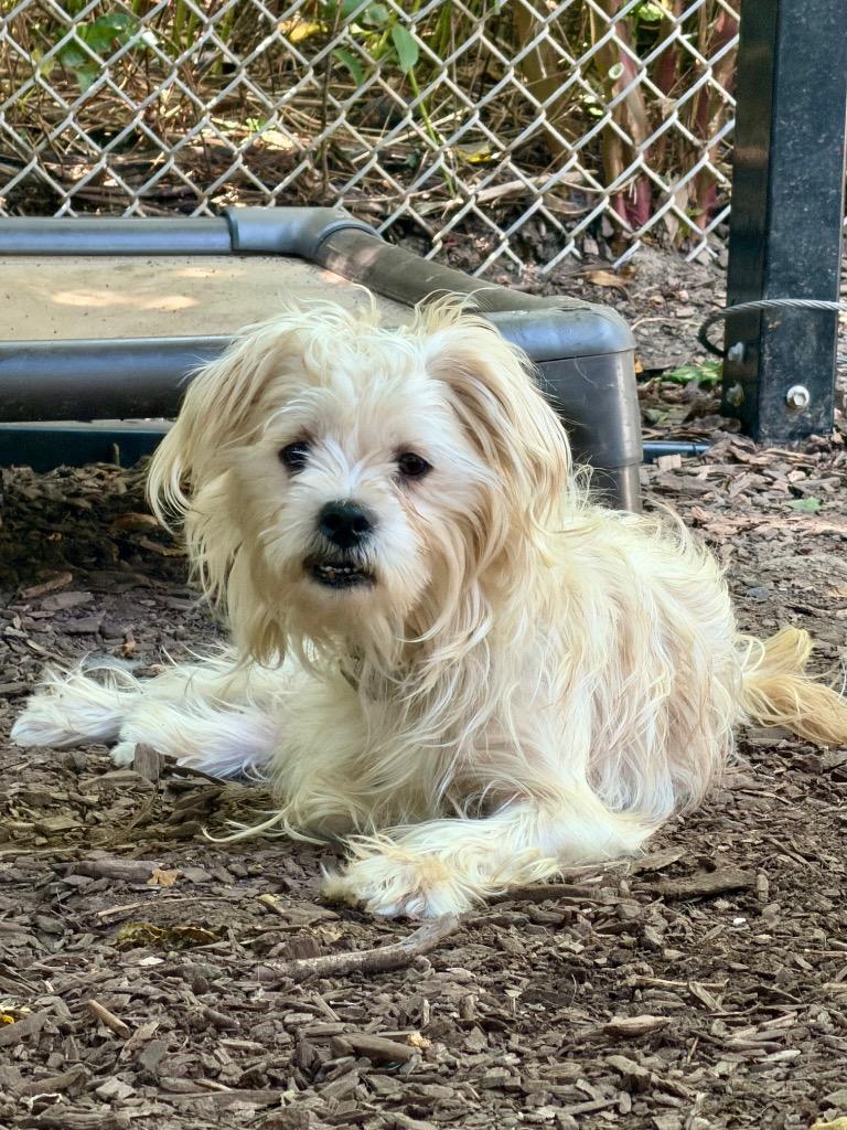 Almond, Adoptable, Adult Male Maltese.