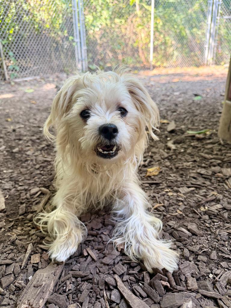 Enlarge Almond, a Adoptable Maltese in Ewing, NJ image 2/3