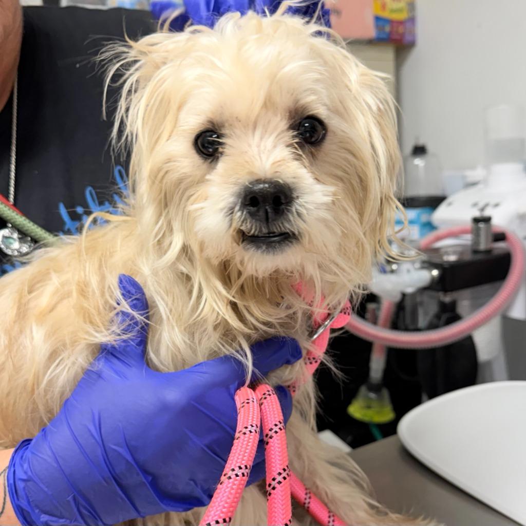 Enlarge Almond, a Adoptable Maltese in Ewing, NJ image 3/3