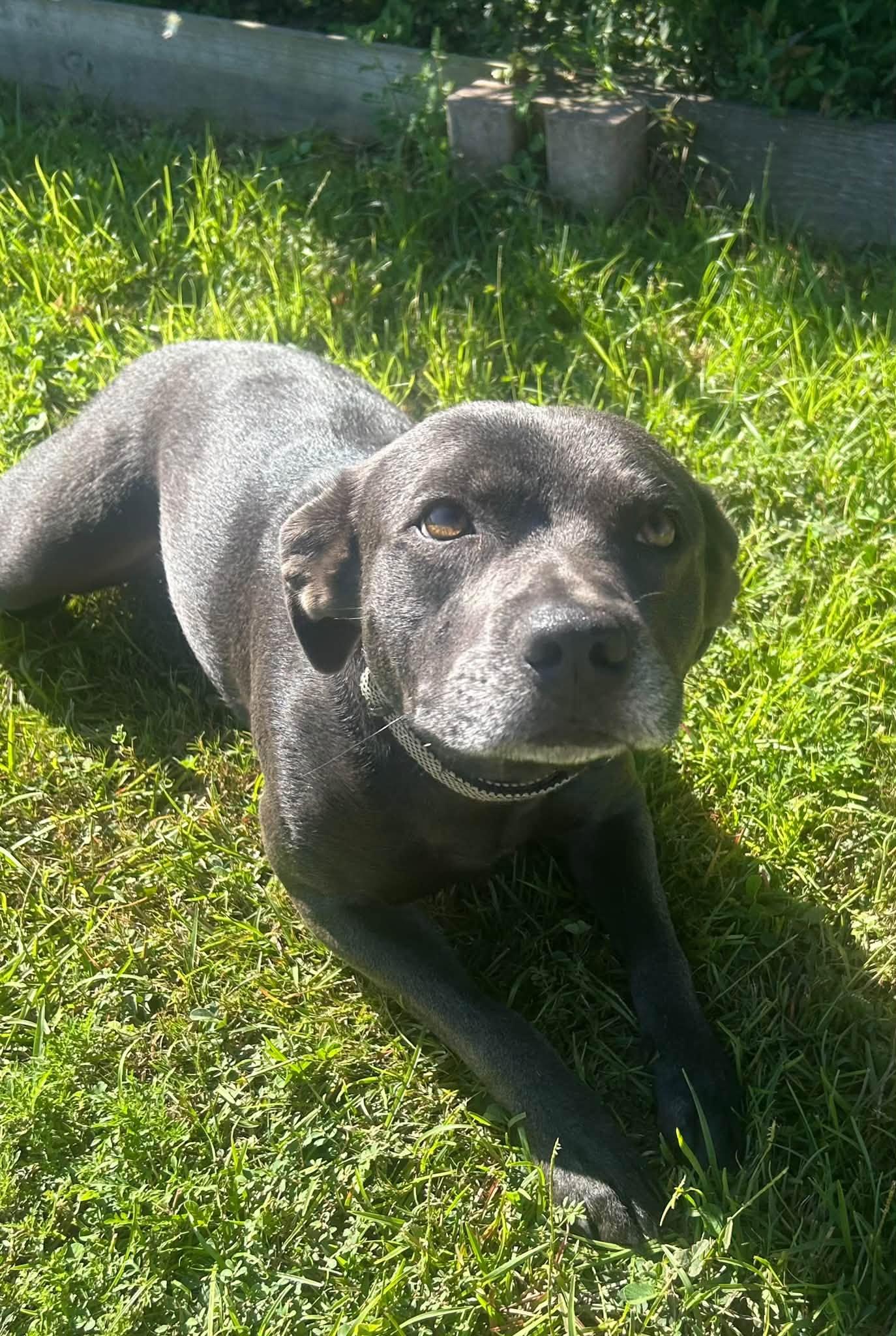 Enlarge Sterling, a Adoptable Pit Bull Terrier in Shalimar, FL image 3/4