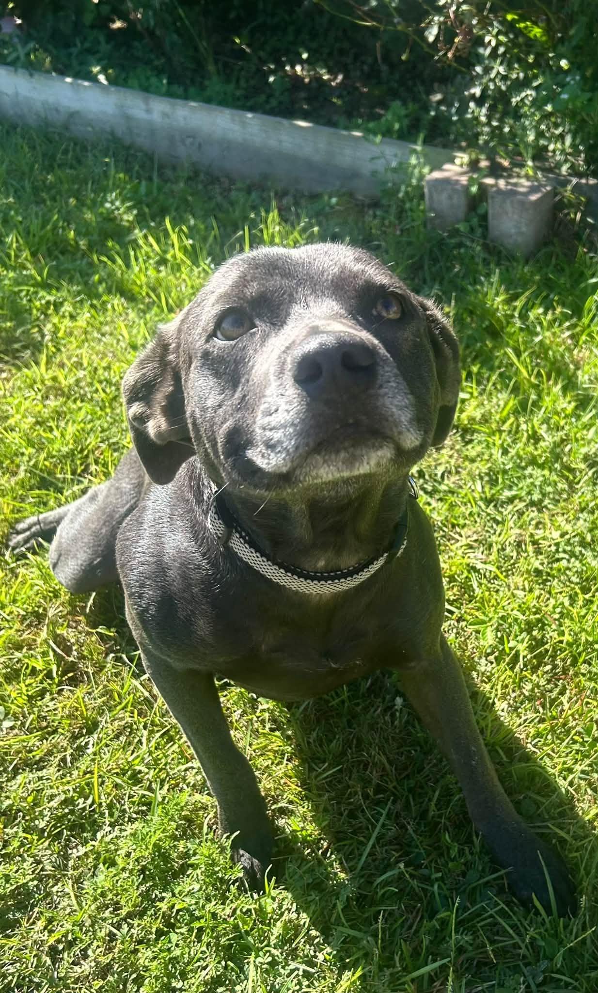 Enlarge Sterling, a Adoptable Pit Bull Terrier in Shalimar, FL image 1/4