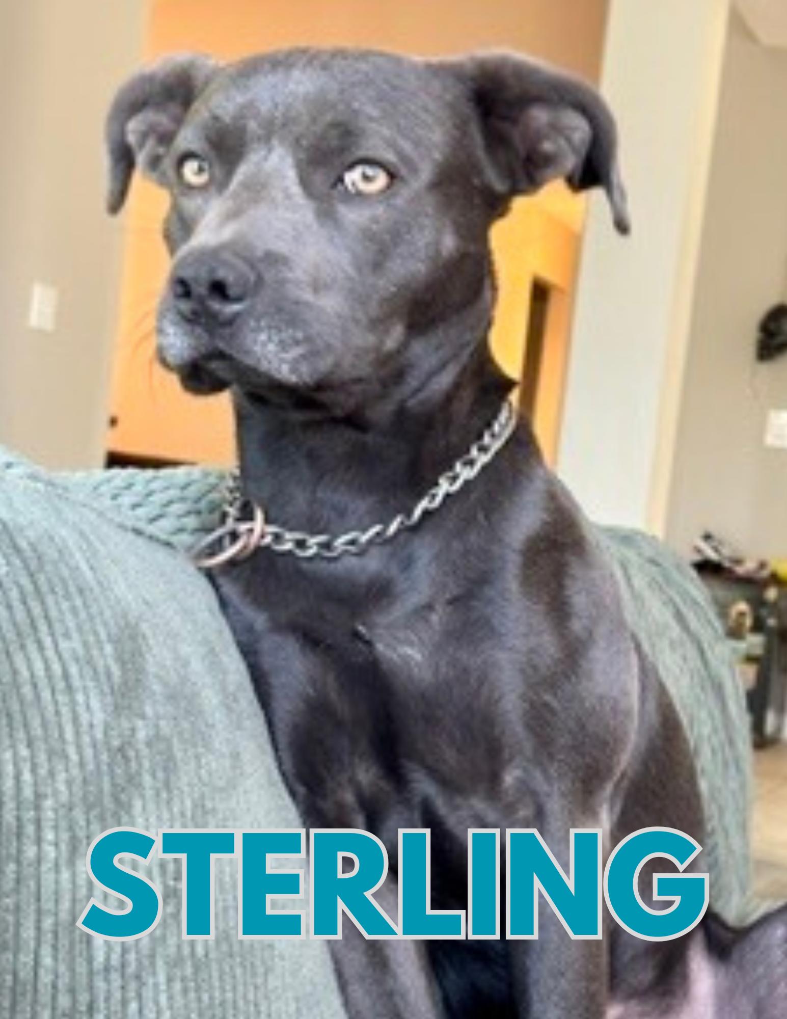 Enlarge Sterling, a Adoptable Pit Bull Terrier in Shalimar, FL image 4/4
