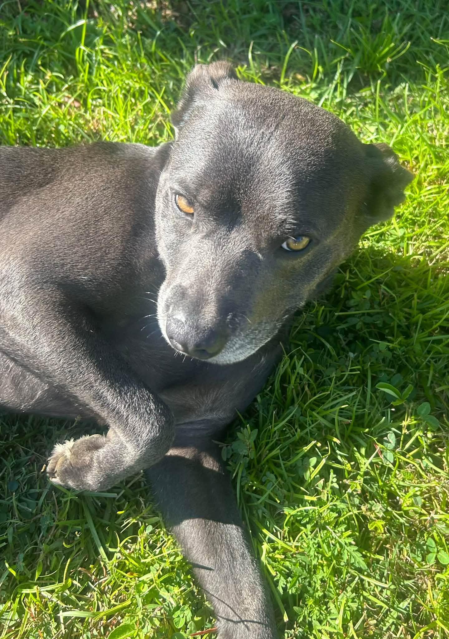 Enlarge Sterling, a Adoptable Pit Bull Terrier in Shalimar, FL image 2/4
