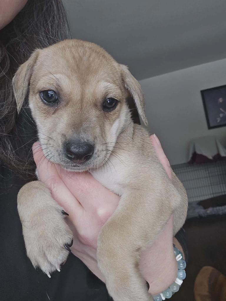 Emily, Adopted, Puppy Female Chihuahua.