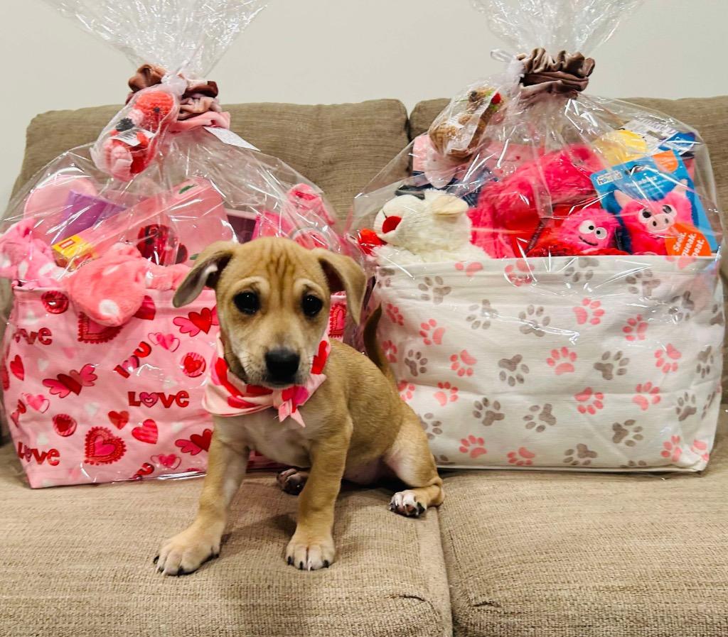 Enlarge Emily, a Adopted mixed breed in Bristol, WI image 2/6
