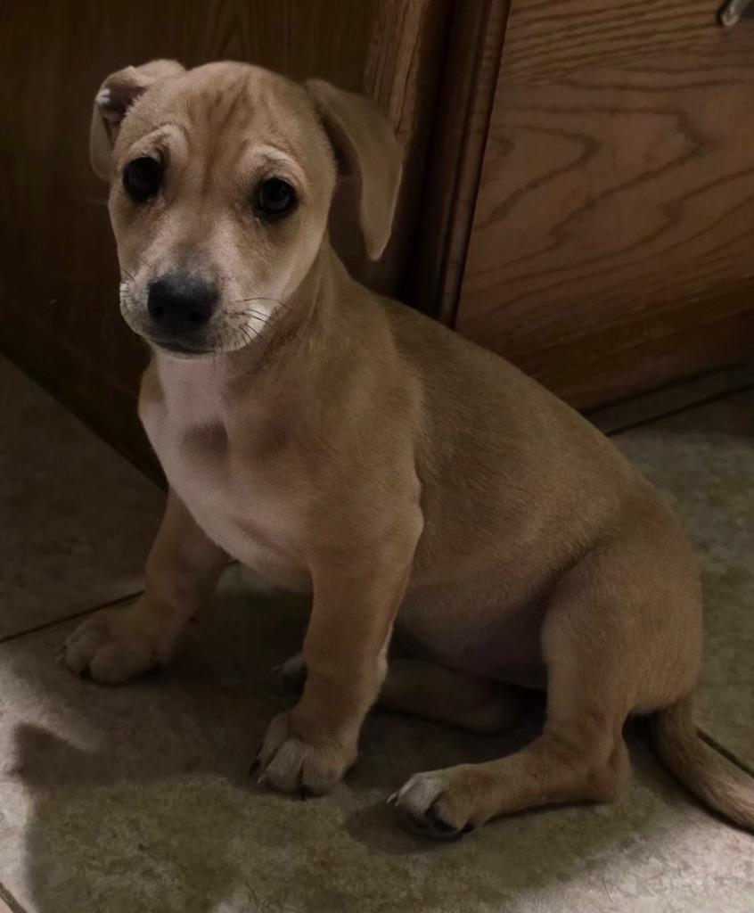Enlarge Emily, a Adopted mixed breed in Bristol, WI image 4/6