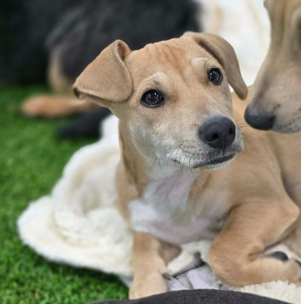 Enlarge Emily, a Adopted mixed breed in Bristol, WI image 5/6