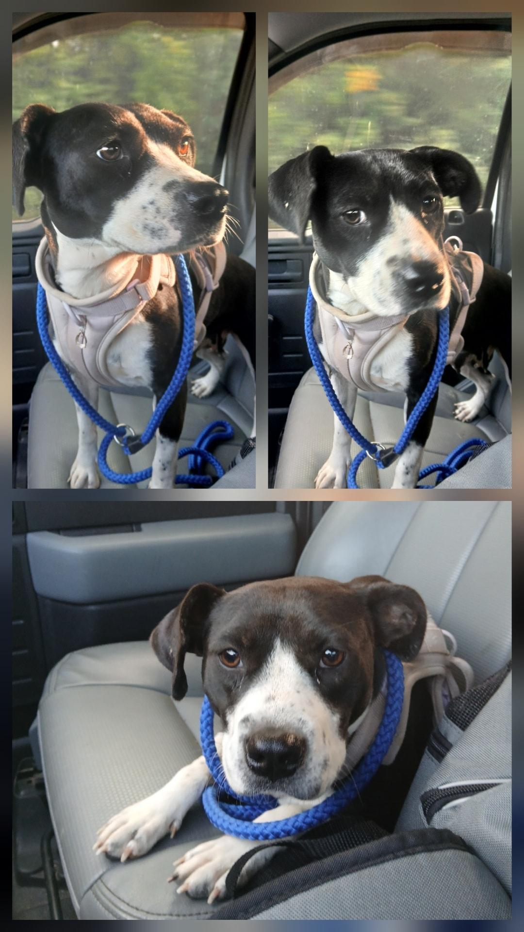 Enlarge Freckles, a Adopted mixed breed in Lonsdale, AR image 1/1